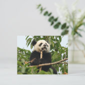 Jonge reus panda - briefkaart (Staand voorkant)