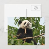 Jonge reus panda - briefkaart (Voorkant / Achterkant)