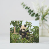 Jonge reus panda - briefkaart (Staand voorkant)