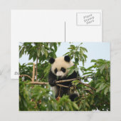 Jonge reus panda - briefkaart (Voorkant / Achterkant)