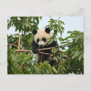 Jonge reus panda - briefkaart