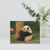 Jonge reuzenpanda briefkaart (Staand voorkant)