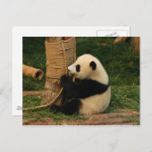 Jonge reuzenpanda briefkaart (Voorkant / Achterkant)