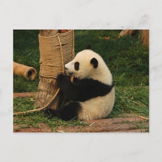 Jonge reuzenpanda briefkaart (Voorkant)
