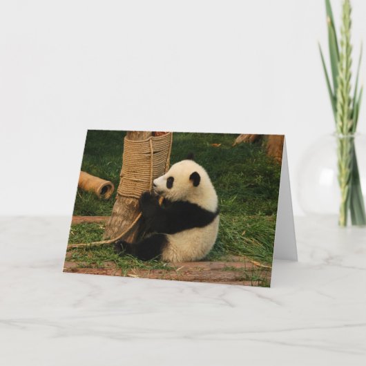 Jonge reuzenpanda. Chengdu, China. Kaart (Voorkant)