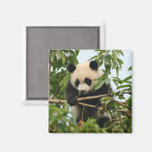 Jonge reuzenpanda - magneet (Voorkant / Achterkant)