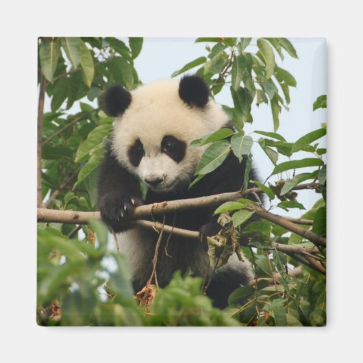 Jonge reuzenpanda - magneet (Voorkant)