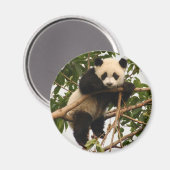 jonge reuzenpanda magneet (Voorkant / Achterkant)