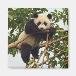 Jonge reuzenpanda magneet