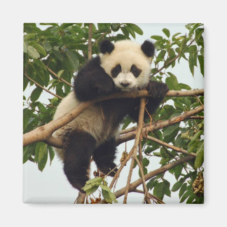 Jonge reuzenpanda magneet