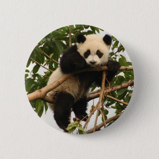 Jonge reuzenpanda ronde button 5,7 cm (Voorkant)