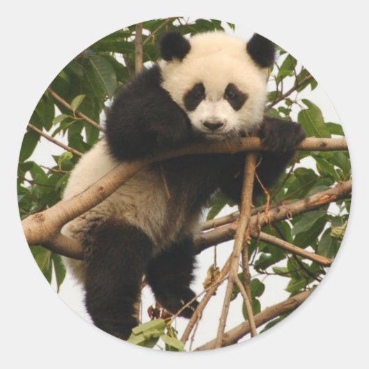 Jonge reuzenpanda ronde sticker (Voorkant)