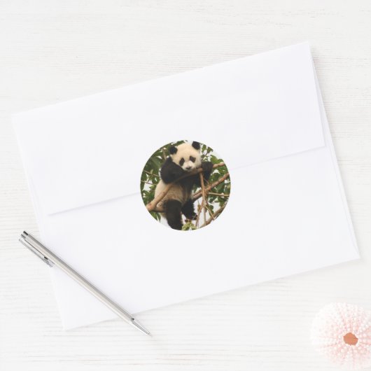 Jonge reuzenpanda ronde sticker (Envelop)