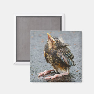 Jonge Robin Magnet