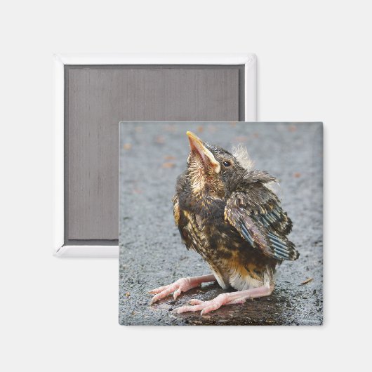 Jonge Robin Magnet (Voorkant / Achterkant)
