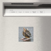 Jonge Robin Magnet (Insitu (Vaatwasser))