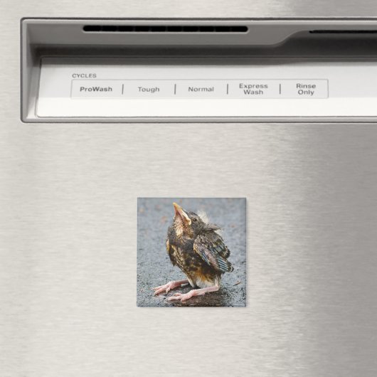 Jonge Robin Magnet (Insitu (Vaatwasser))