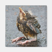 Jonge Robin Magnet (Voorkant)