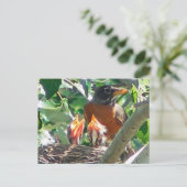 Jonge robins hongerig, open pieken, op zoek naar v briefkaart (Staand voorkant)