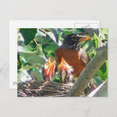 Jonge robins hongerig, open pieken, op zoek naar v briefkaart (Voorkant / Achterkant)