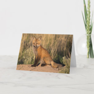 Jonge Rode Fox in Golden Hour Kaart