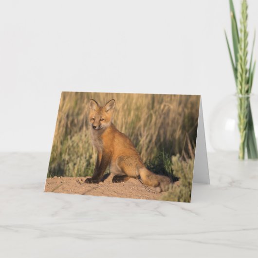Jonge Rode Fox in Golden Hour Kaart (Voorkant)