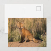 Jonge Rode Vos bij Gouden Uur Briefkaart (Voorkant / Achterkant)