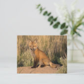 Jonge Rode Vos bij Gouden Uur Briefkaart (Staand voorkant)