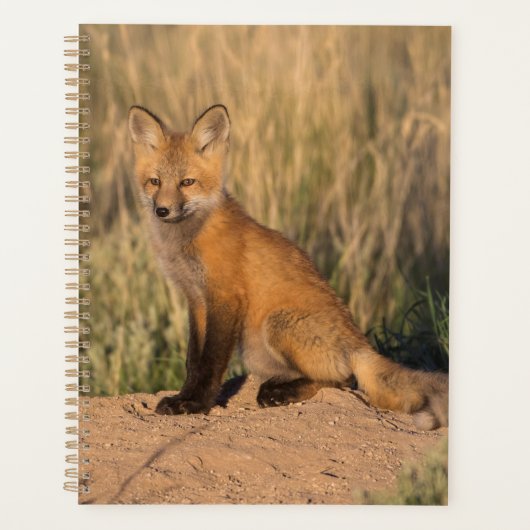 Jonge Rode Vos bij Gouden Uur Planner (Voorkant)