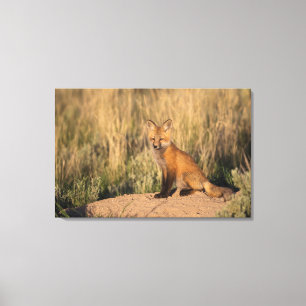 Jonge Rode Vos bij Gulden Uur Canvas Afdruk