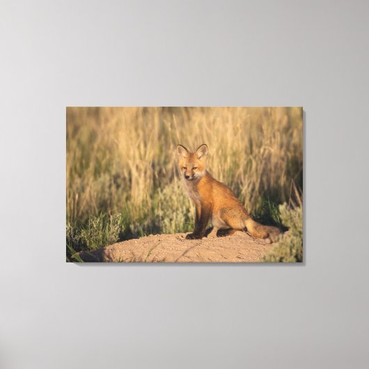 Jonge Rode Vos bij Gulden Uur Canvas Afdruk (Voorkant)