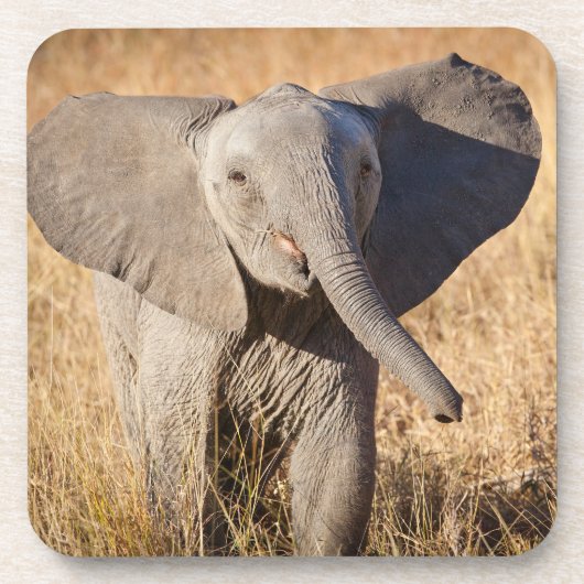 Jonge savanneolifant bier onderzetter (Voorkant)