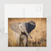Jonge savanneolifant briefkaart (Voorkant / Achterkant)