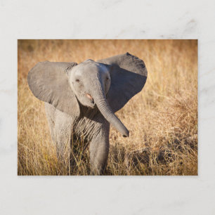 Jonge savanneolifant briefkaart