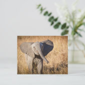 Jonge savanneolifant briefkaart (Staand voorkant)