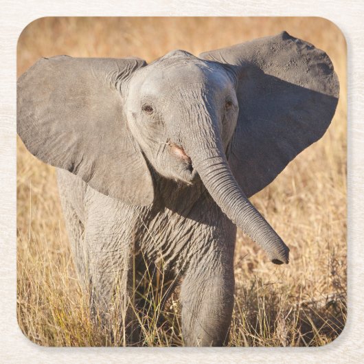 Jonge savanneolifant kartonnen onderzetters (Voorkant)