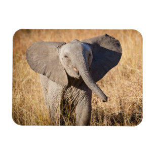 Jonge savanneolifant magneet
