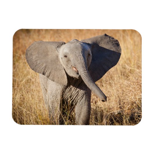 Jonge savanneolifant magneet (Horizontaal)