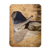 Jonge savanneolifant magneet (Verticaal)