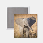 Jonge savanneolifant magneet (Voorkant / Achterkant)