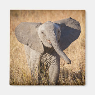Jonge savanneolifant magneet