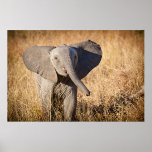 Jonge savanneolifant poster