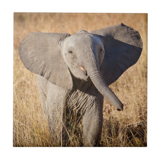 Jonge savanneolifant tegeltje (Voorkant)