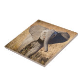 Jonge savanneolifant tegeltje (Zijkant)