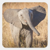 Jonge savanneolifant vierkante sticker (Voorkant)