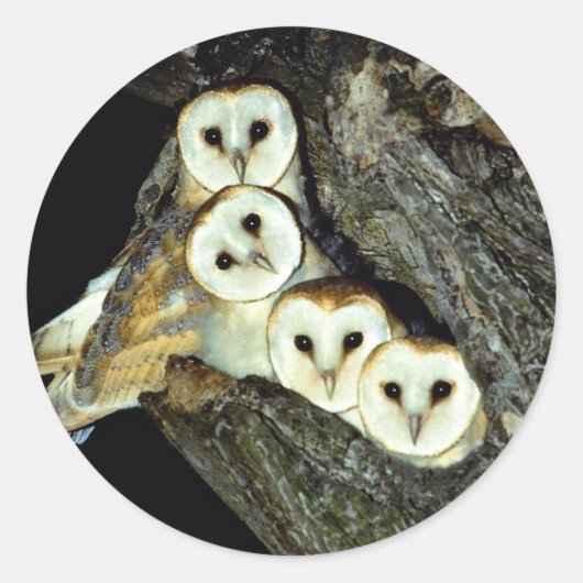 Jonge scharnenhanen, 9 weken oud ronde sticker (Voorkant)