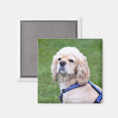 Jonge schattige hond poseren. magneet (Voorkant / Achterkant)