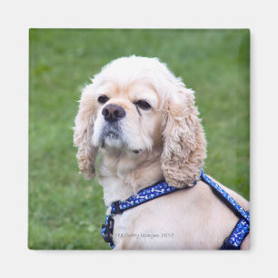 Jonge schattige hond poseren. magneet