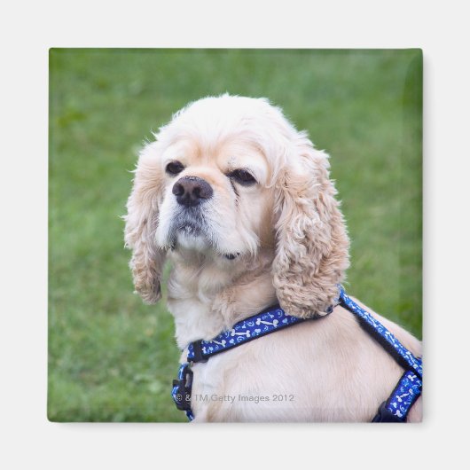 Jonge schattige hond poseren. magneet (Voorkant)