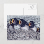 jonge schoorsteenzwaluw briefkaart (Voorkant / Achterkant)